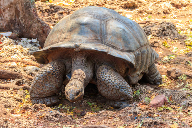 aldabra giant tortoise on prison island, zanzibar in tanzania